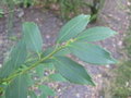 vignette Ilex ciliospinosa