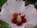 vignette Hibiscus Syriacus 'Red Heart'