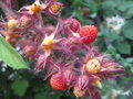 vignette Rubus phoenicolasius