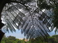 vignette Cyathea cooperi