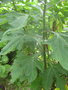 vignette Tithonia diversifolia