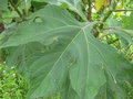 vignette Tithonia diversifolia