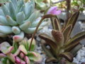 vignette Anacampseros filamentosa 'sunrise' et Kalanchoe tomentosa 16 07 2009