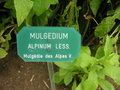 vignette Mulgedium alpinum