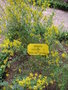 vignette Genista tinctoria