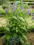 vignette Nepeta camphorata