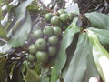 vignette Macadamia integrifolia