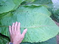 vignette Inula ensifolia