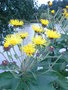 vignette Floraison Inula ensifolia 7.09