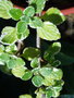 vignette Plectranthus coleoides