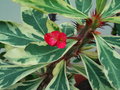 vignette Euphorbia milii variegata