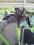 vignette Iris chrysographes 'Black Form'