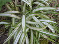 vignette Carex siderosticha 'Shiro'