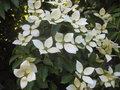 vignette Cornus x 'Norman Hadden'