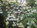 vignette Cornus x 'Norman Hadden'