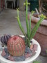 vignette Euphorbia leucodendron en  fleurs