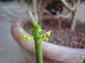 vignette Euphorbia leucodendron  fleurs