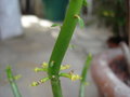 vignette Euphorbia leucodendron fleurs et nouvelles pousses