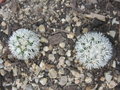 vignette Mammillaria vetula ssp. gracilis cv. 'Arizona snowcap'