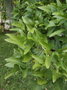 vignette Erythrina herbacea