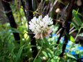 vignette Trifolium repens / Trfle rampant, Trfle blanc