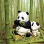 vignette panda