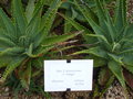 vignette aloe x spinosissima a.berger