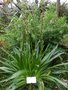 vignette eryngium agavifolium