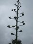 vignette floraison agave americana