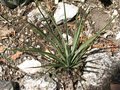 vignette Yucca thompsoniana