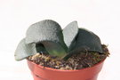 vignette Gasteria armstrongii