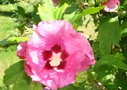 vignette hibiscus rose