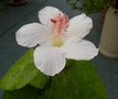 vignette Hibiscus arnottianus - Fleur