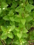 vignette Mentha citrata  'Bergamote' - Menthe 'Bergamote', citrone, menthe paisse.