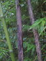 vignette Phyllostachys bambusoides