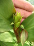 vignette Hedychium greenii