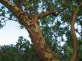 vignette Arbutus andrachnoides et son magnifique tronc au 25 07 09