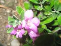 vignette leucophyllum frutescens green cloud autre vueau 27 07 09