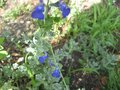 vignette Salvia jamensis ardoise bleue au 26 07 09