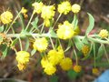 vignette Acacia uncinata et ses fleurs parfumes au 25 07 09