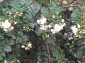 vignette Myrthus luma apiculata au 26 07 09