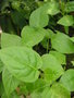 vignette Cyphomandra betacea =Cyphomandra crassicaulis= Solanum betaceum = Solanum crassifolium -Tamarillo, Tree Tomato, Tomate de la paz