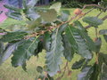 vignette Quercus