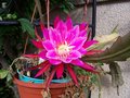 vignette epiphyllum 