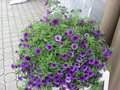 vignette Ptunia Million Bell