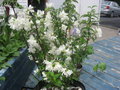 vignette Philadelphus Snowbelle