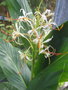 vignette Hedychium yunnanense