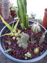 vignette Compositions cactus