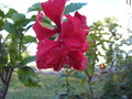 vignette Hibiscus el capitolio