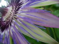 vignette Passiflora violacea